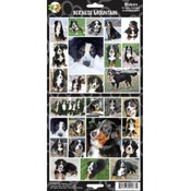 Bernese Mountain Sticker