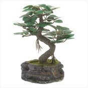Everlasting Bonsai Tree