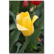 Yellow Tulip by Cary Hahn-24x32 Canvas Art Ready t