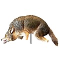 3D Coyote Replica