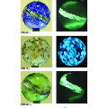 Glow-In-The-Dark 10 Inch  Glass Gazing Ball