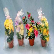 Mini Flower Pot Set