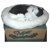 Breathing Japanese Bobtail Cat
