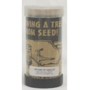 Grow Your Own Evergreen