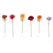 Jumbo Gerbera Daisy Stems