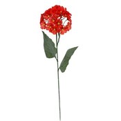 Hydrangea Stem