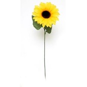 Giant Sunflower Stem
