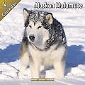 Alaskan Malamute 2011 Calendar(Pack of 12)
