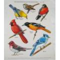 7 Beautiful Bird Window Clings