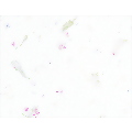 Botanical 4 Up Postcard
