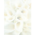 White Calla Lilies Letterhead