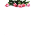 Pink Rose Petals Letterhead