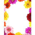 Gerbera Daisies Letterhead