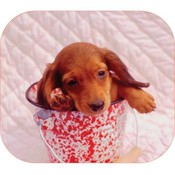 Fellowes Trouble Pup Optical Mouse Pad