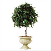 Ivy Topiary in Alabastrite Pot
