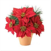 Poinsettia Plant