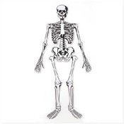15 Pc Skeleton Floor Puzzle