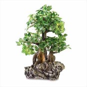 Everlasting Bonsai On Rock