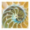 Nautilus Shell Wall Decor