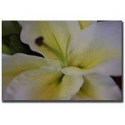Lily by Cary Hahn-18x24 Canvas Art Ready to Hang!