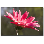 Pink Flower by Cary Hahn-18x24 Canvas Art Ready to