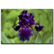 Purple Flower by Cary Hahn-18x24 Canvas Art Ready