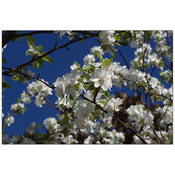 Floral Tree by Cary Hahn-18x24 Canvas Art Ready to