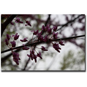 Purple Bloom by Cary Hahn-Gallery Wrapped 18x24 Ca