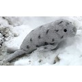 17" Grey Seal