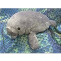 17" Manatee