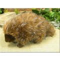 13" Porcupine